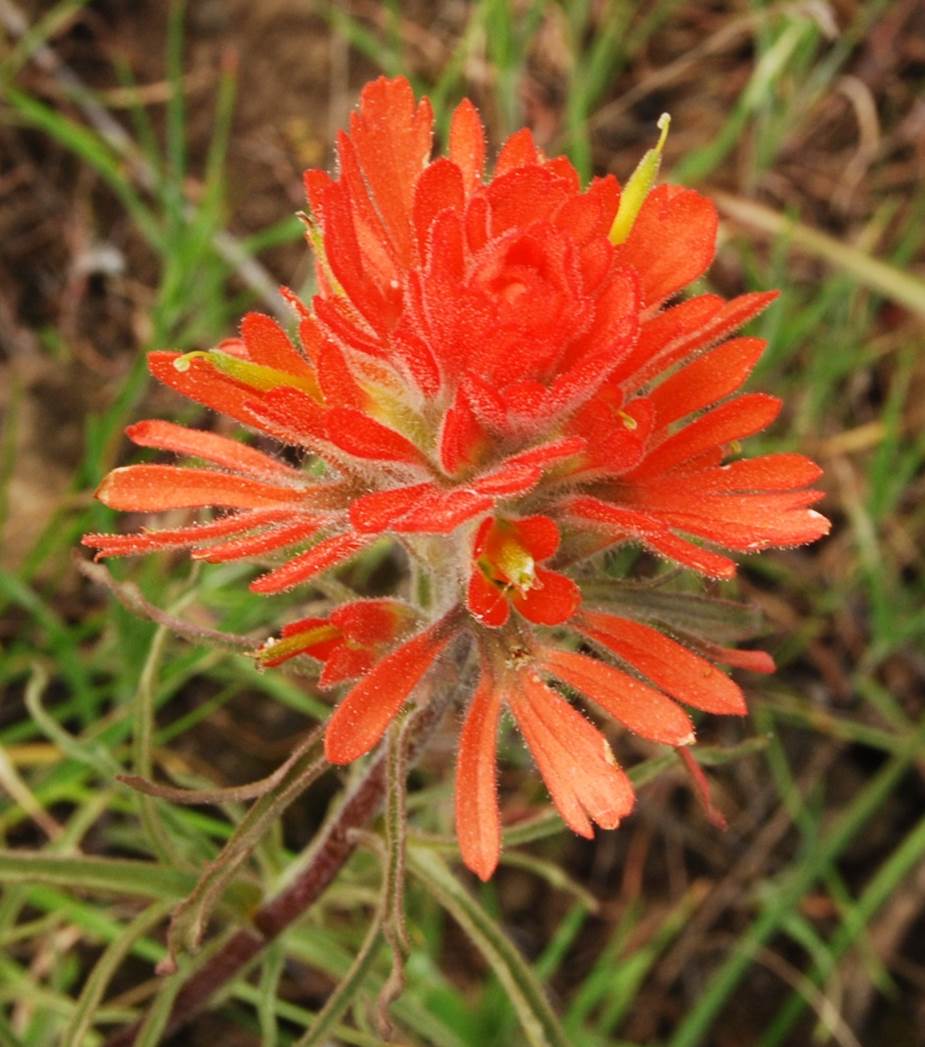 castilleja-foliolosa-5mar2013-3. castilleja-foliolosa-5mar2013-3.
