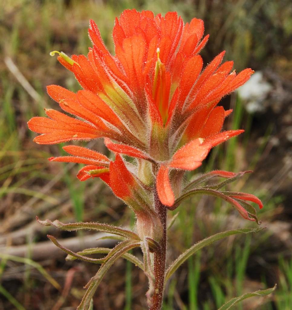 castilleja-foliolosa-5mar2013-5 castilleja-foliolosa-5mar2013-5