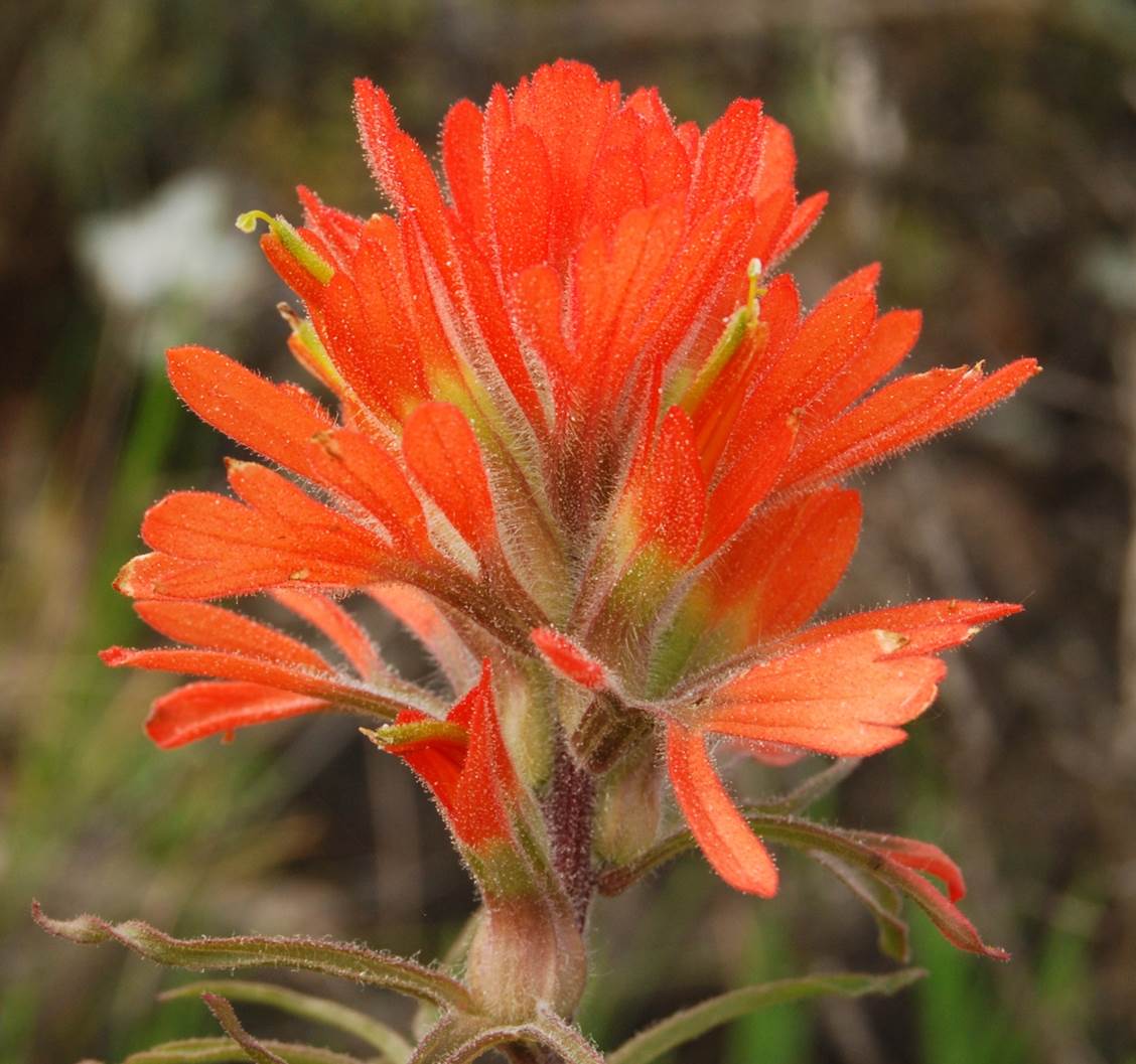 castilleja-foliolosa-5mar2013-8 castilleja-foliolosa-5mar2013-8