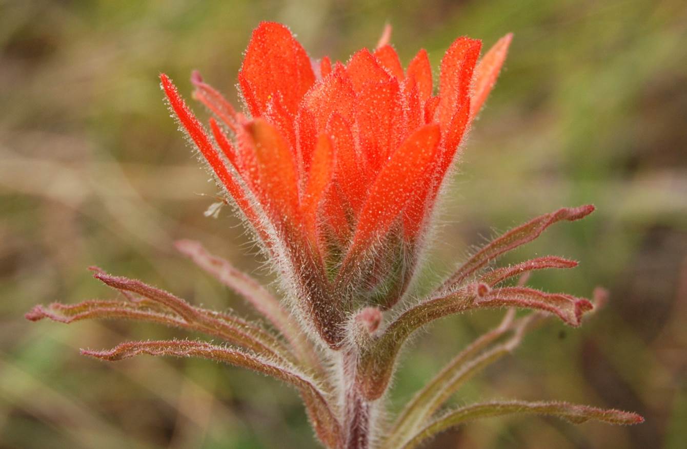 castilleja-foliolosa-5mar2013-9 castilleja-foliolosa-5mar2013-9