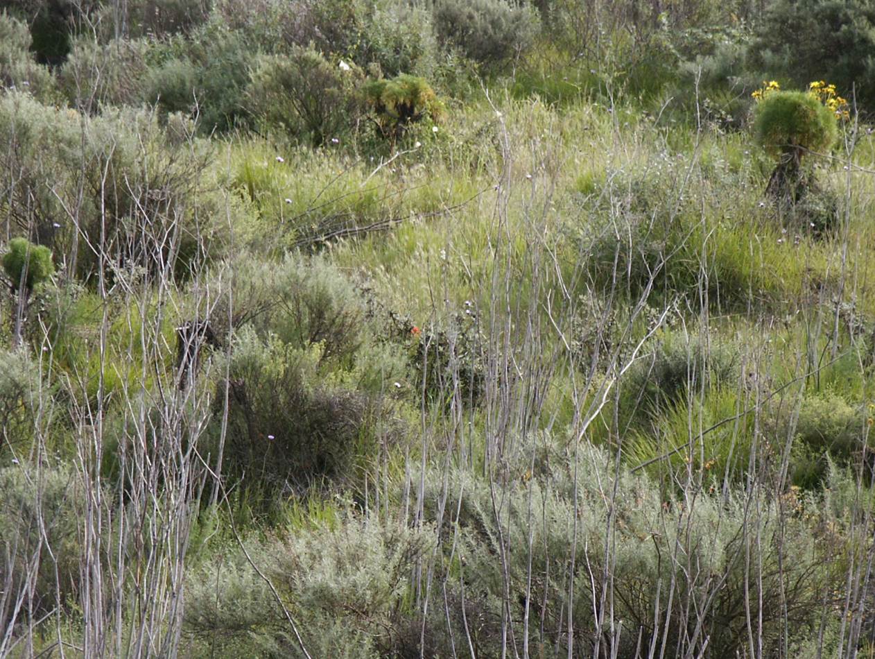 castilleja-foliolosa-7feb2005-2. castilleja-foliolosa-7feb2005-2.