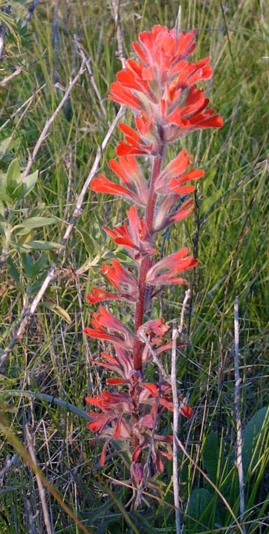 castilleja-foliolosa-8mar2003 castilleja-foliolosa-8mar2003