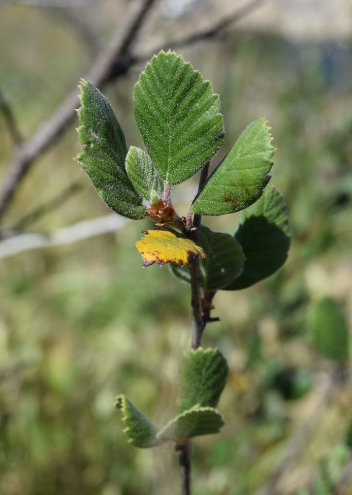 cercocarpus-betuloides-12apr2016-2
