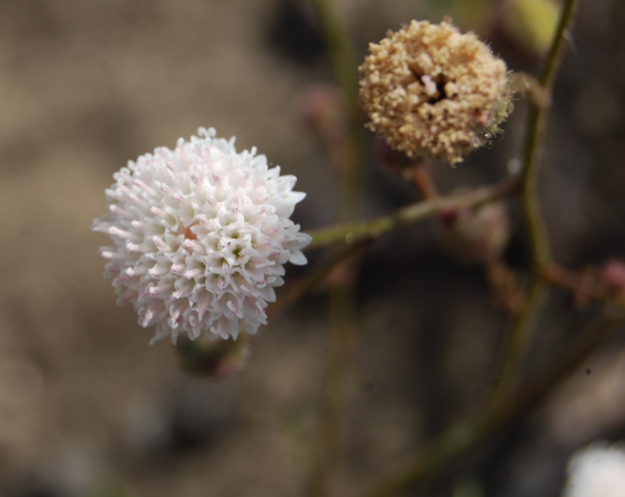 chaenactis-artem…iifolia-13june2014-1