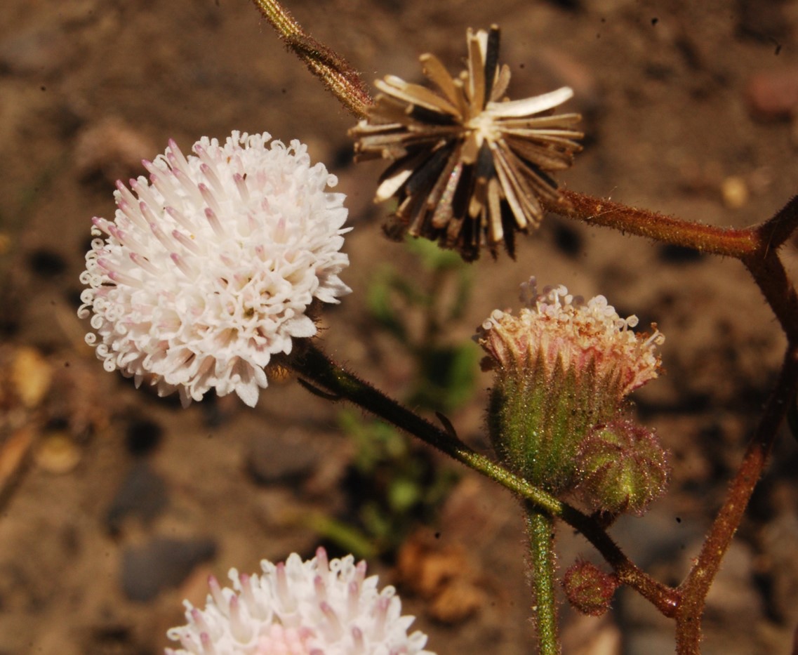 chaenactis-artem…ifolia-13june2014-19