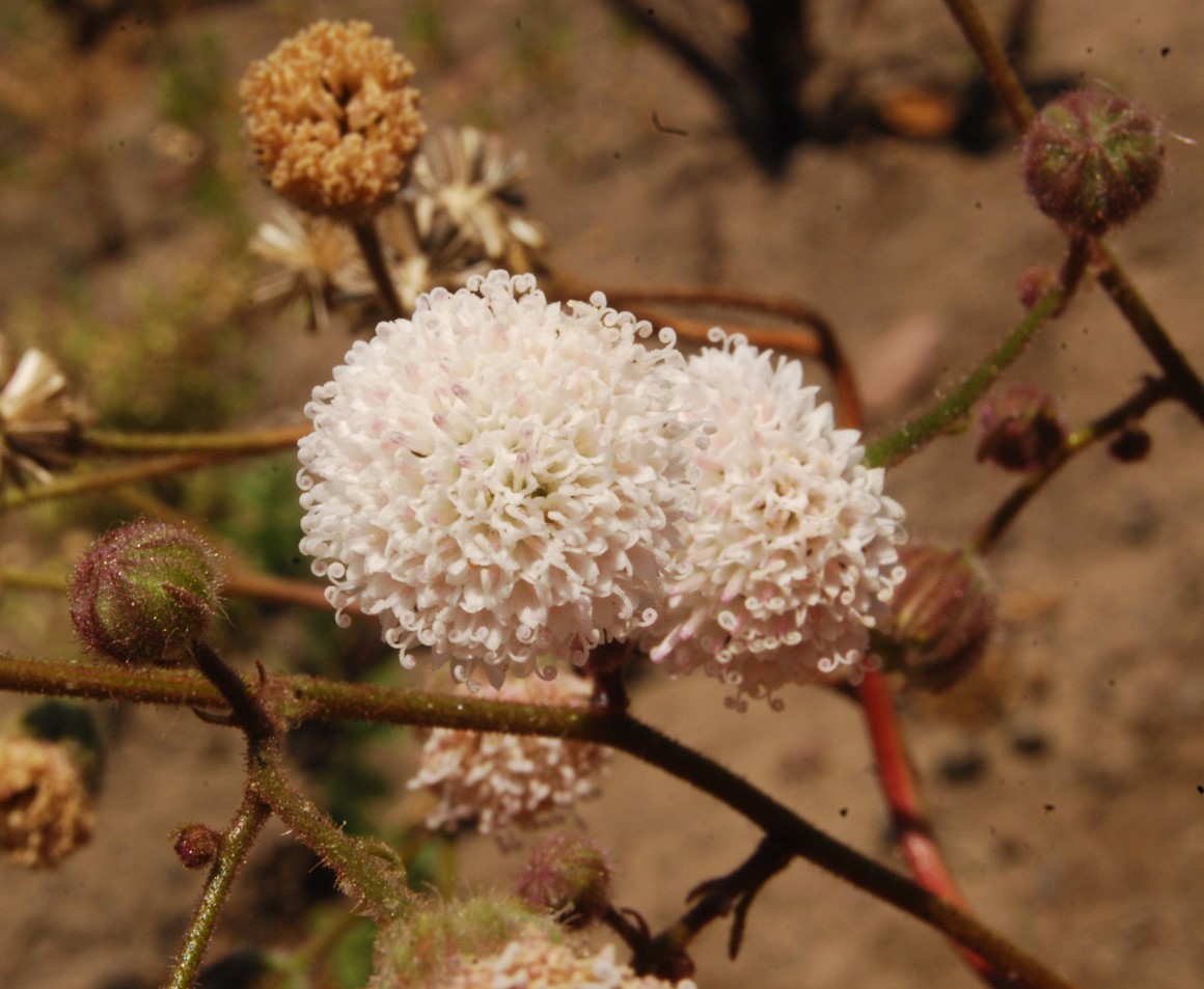 chaenactis-artem…ifolia-13june2014-25