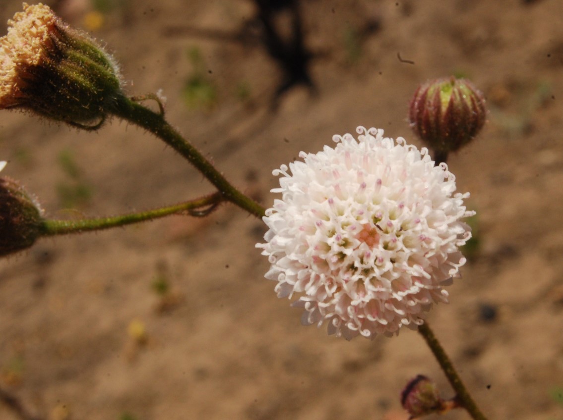 chaenactis-artem…ifolia-13june2014-26