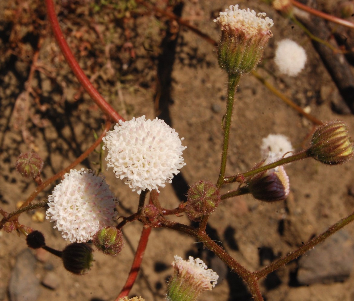 chaenactis-artem…ifolia-13june2014-27