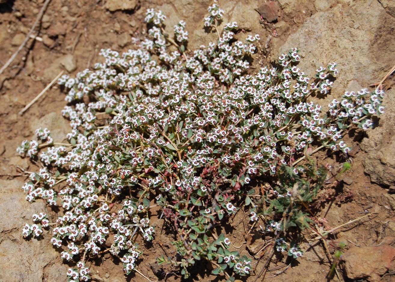 chamaesyce-albom…arginata-28mar2008-1