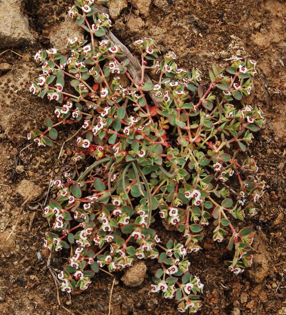 chamaesyce-albomarginata-5mar2013-2