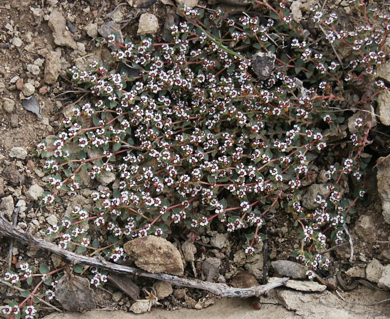 chamaesyce-albor…arginata-15feb2004-4