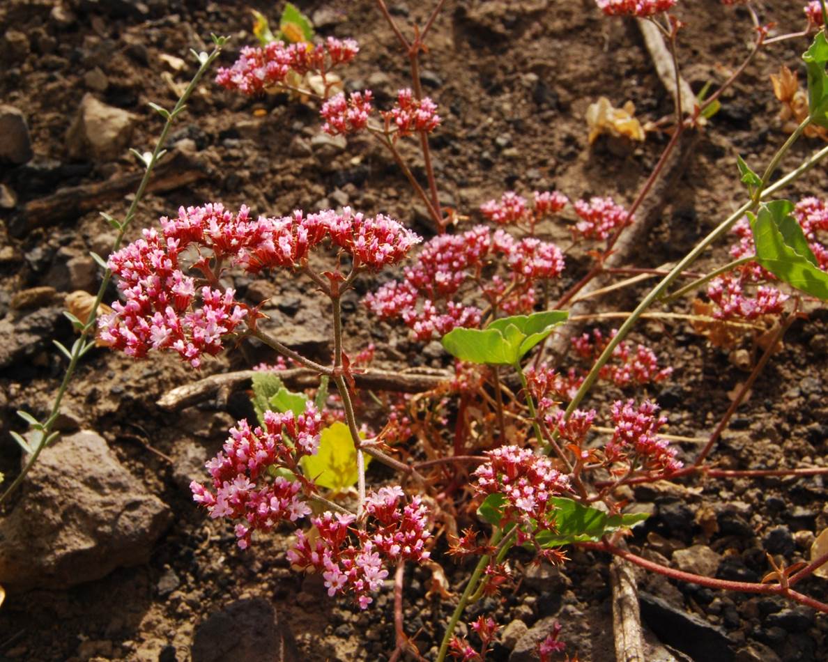 chorizanthe-staticoides-13june2014-1 chorizanthe-staticoides-13june2014-1