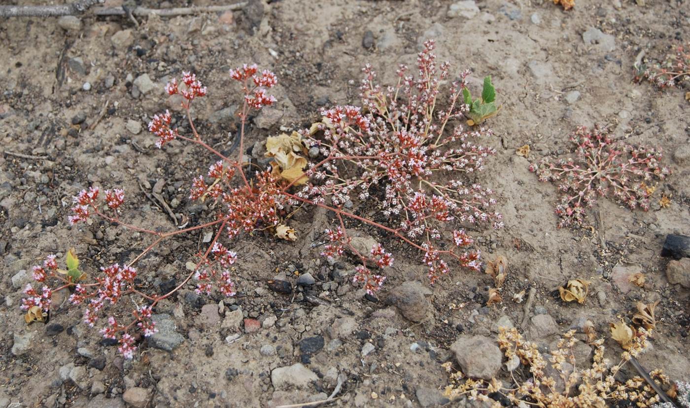 chorizanthe-staticoides-13june2014-12 chorizanthe-staticoides-13june2014-12