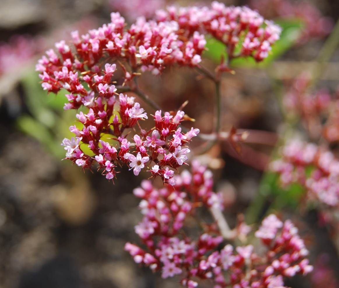 chorizanthe-staticoides-13june2014-5 chorizanthe-staticoides-13june2014-5