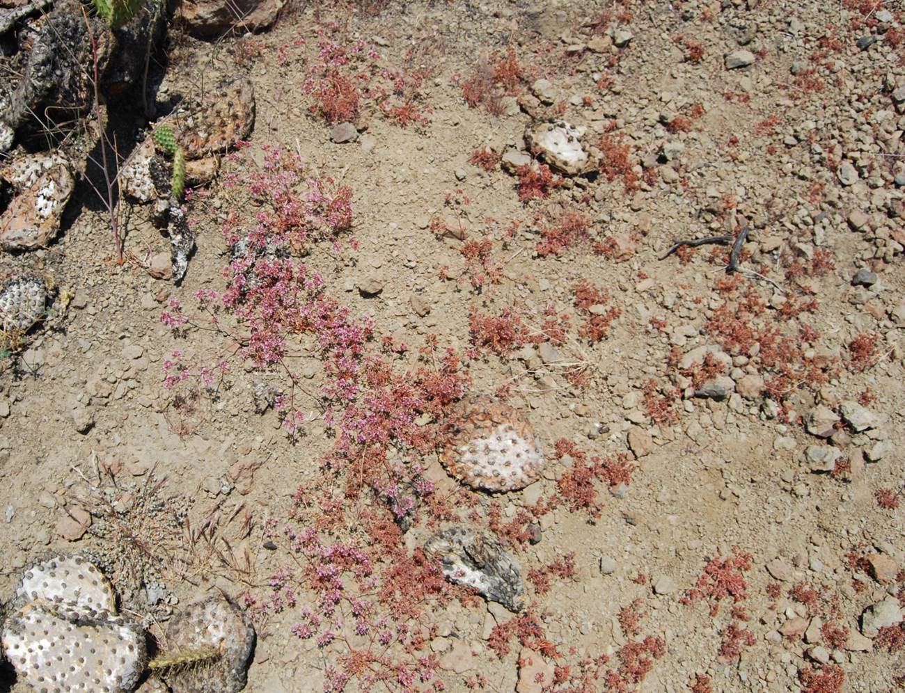 chorizanthe-staticoides-23may2014-18 chorizanthe-staticoides-23may2014-18