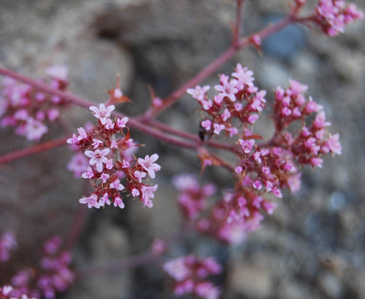 chorizanthe-staticoides-23may2014-27 chorizanthe-staticoides-23may2014-27