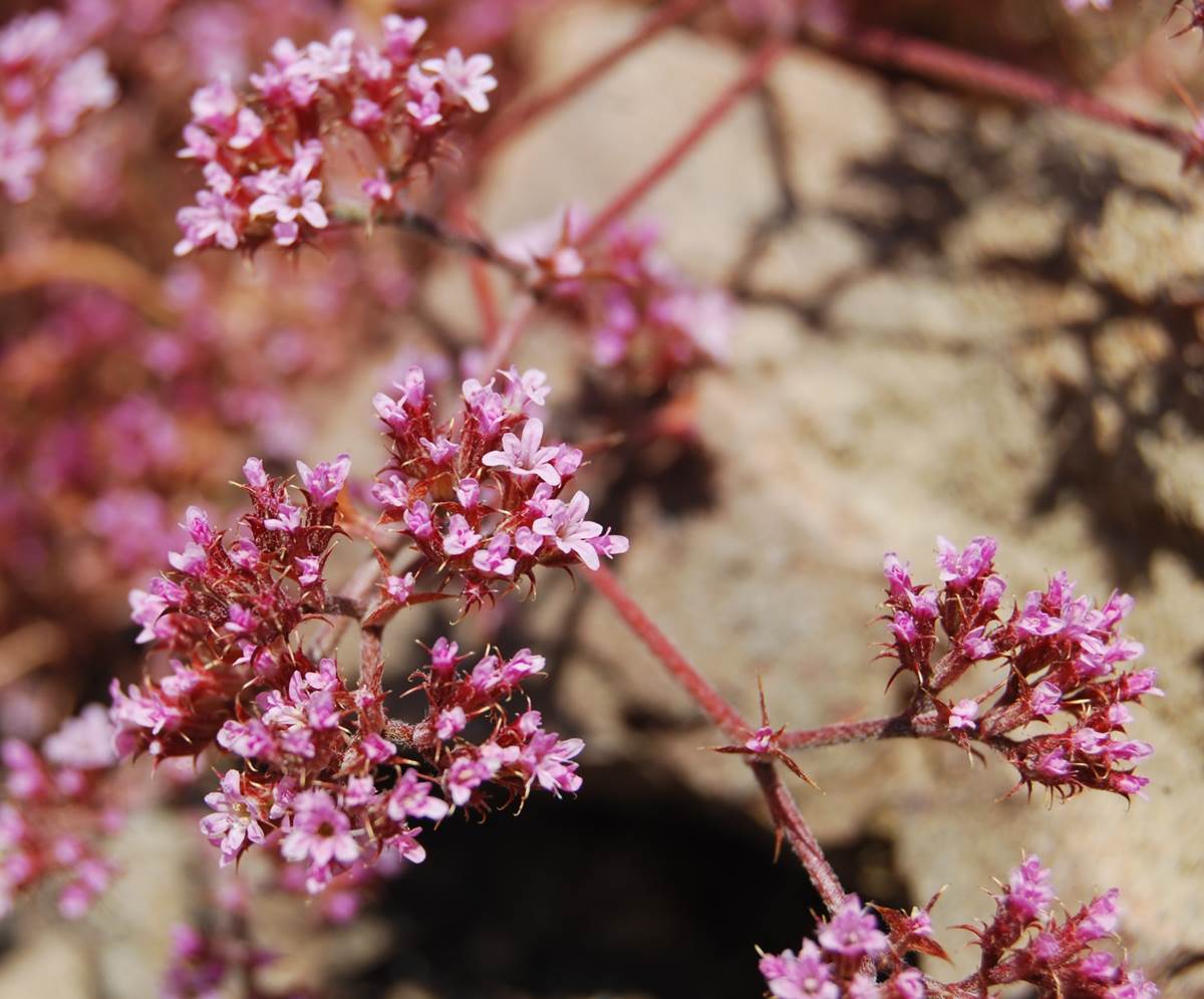 chorizanthe-staticoides-23may2014-5 chorizanthe-staticoides-23may2014-5