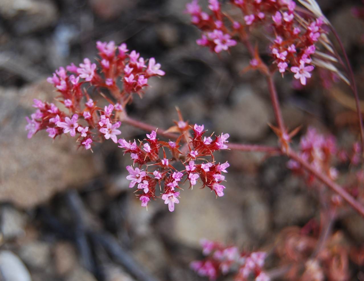 chorizanthe-staticoides-29may2014-2 chorizanthe-staticoides-29may2014-2