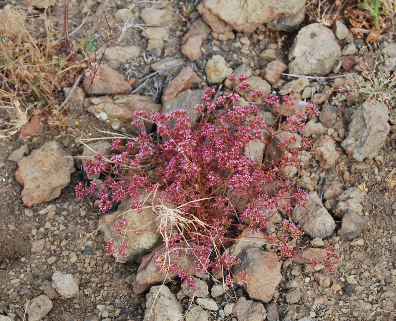 chorizanthe-staticoides-29may2014-4 chorizanthe-staticoides-29may2014-4