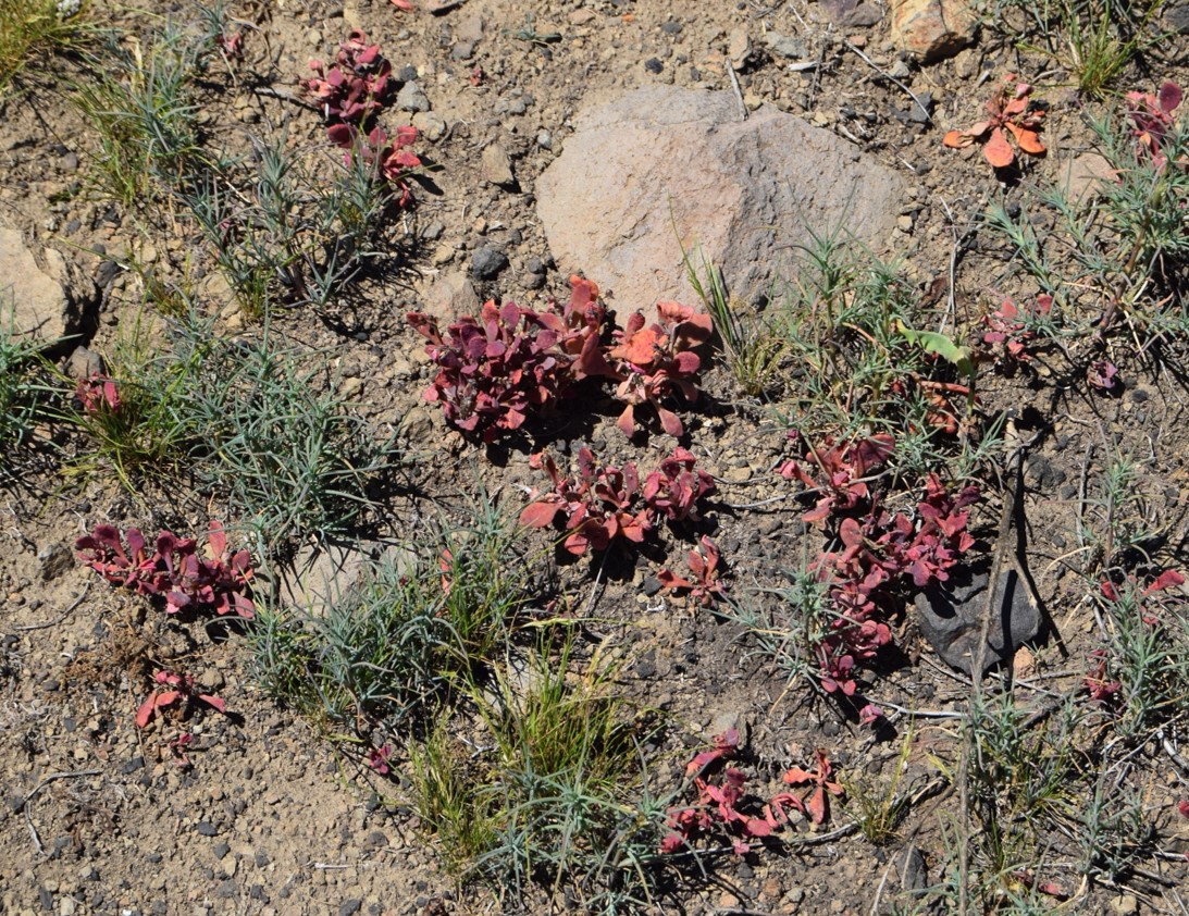 cistanthe-maritima-12apr2016-1 cistanthe-maritima-12apr2016-1
