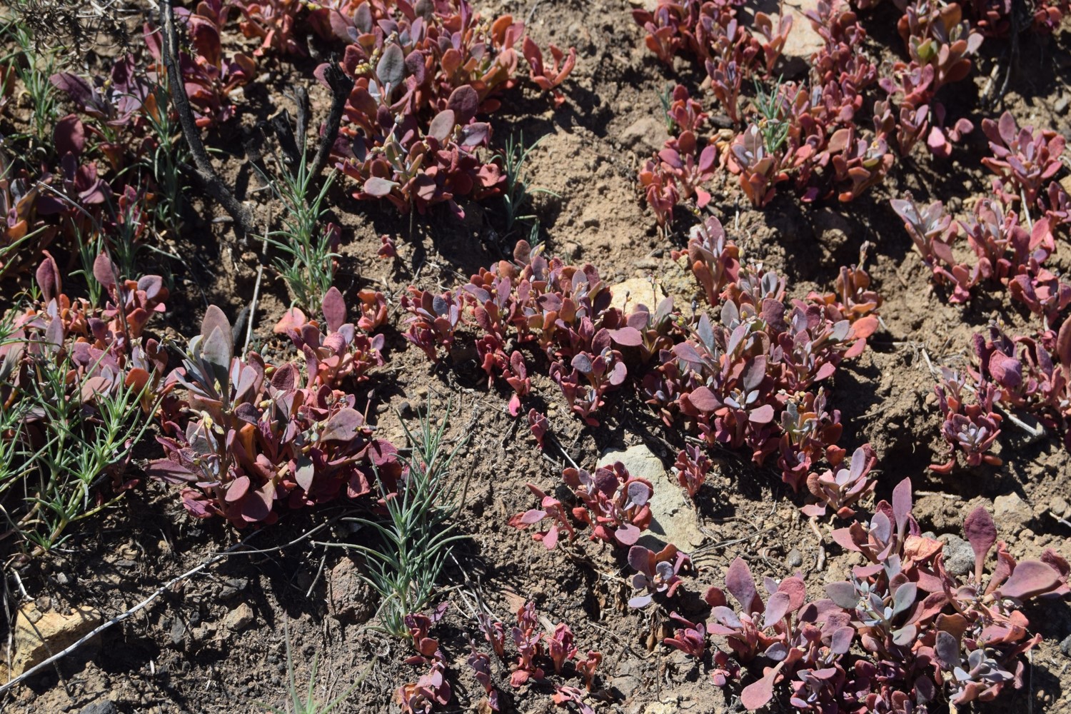 cistanthe-maritima-12apr2016-10 cistanthe-maritima-12apr2016-10