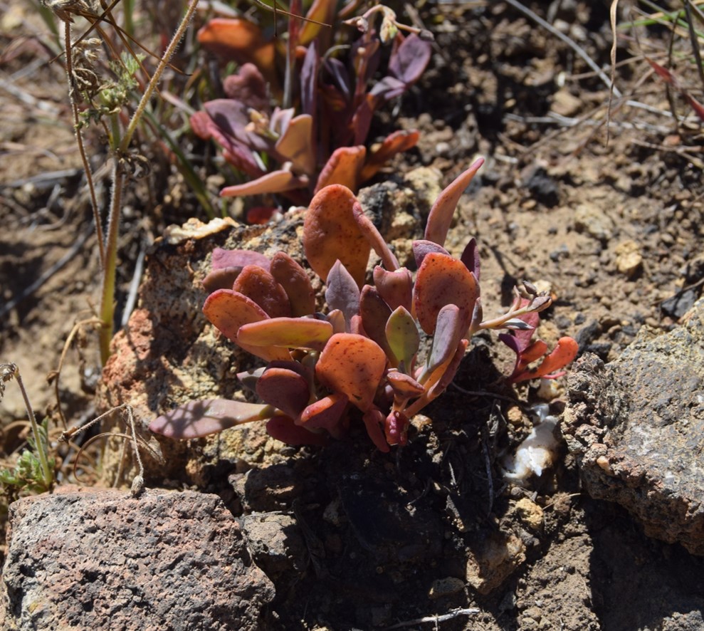 cistanthe-maritima-12apr2016-5 cistanthe-maritima-12apr2016-5