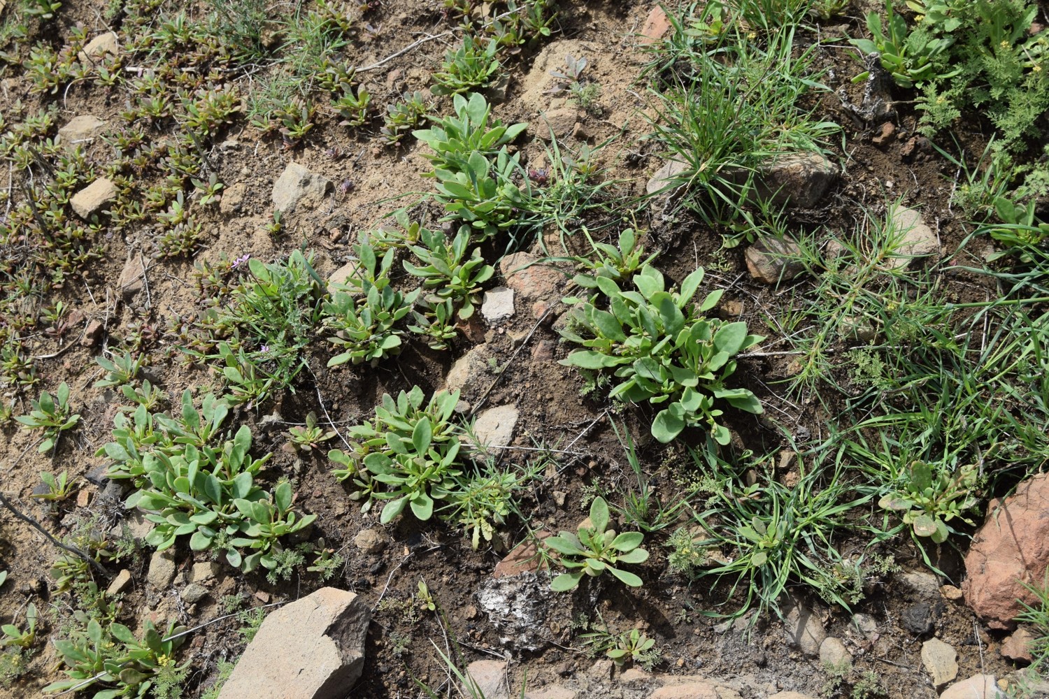 cistanthe-maritima-13mar2016-112 cistanthe-maritima-13mar2016-112