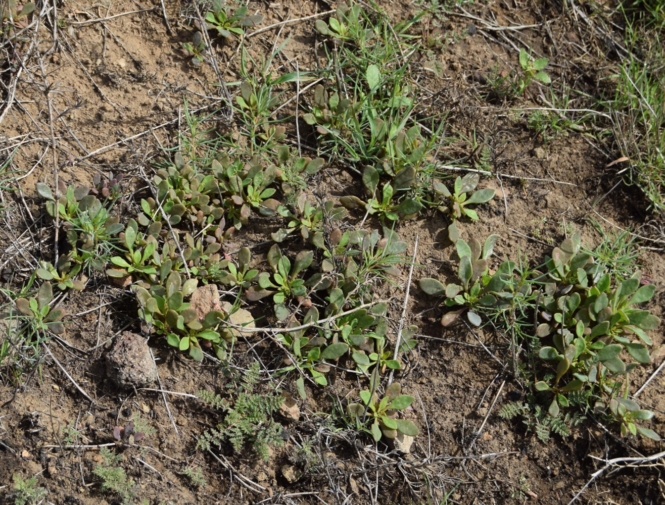 cistanthe-maritima-13mar2016-12 cistanthe-maritima-13mar2016-12