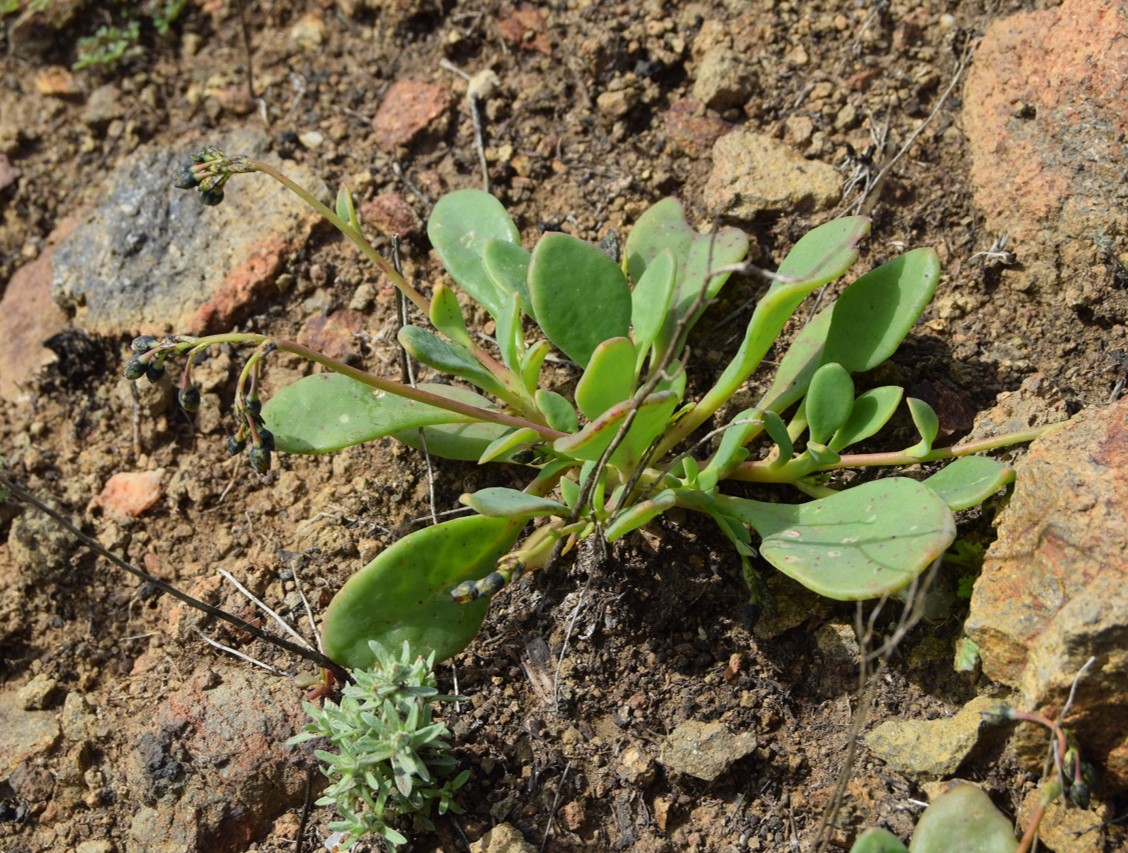 cistanthe-maritima-13mar2016-29 cistanthe-maritima-13mar2016-29