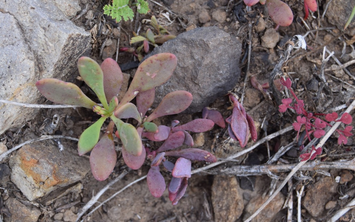 cistanthe-maritima-13mar2016-4 cistanthe-maritima-13mar2016-4