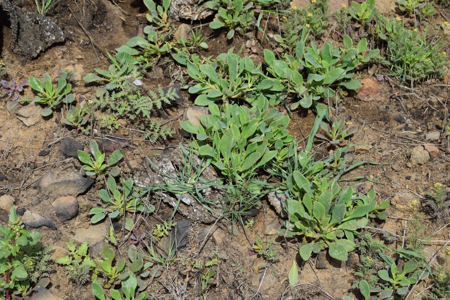 cistanthe-maritima-13mar2016-53 cistanthe-maritima-13mar2016-53