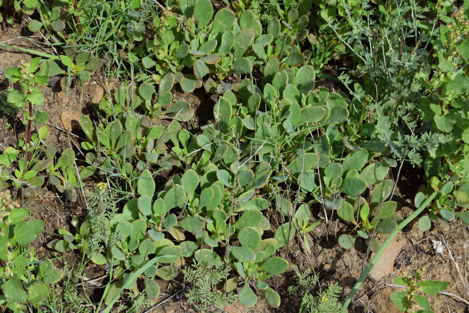 cistanthe-maritima-13mar2016-59 cistanthe-maritima-13mar2016-59