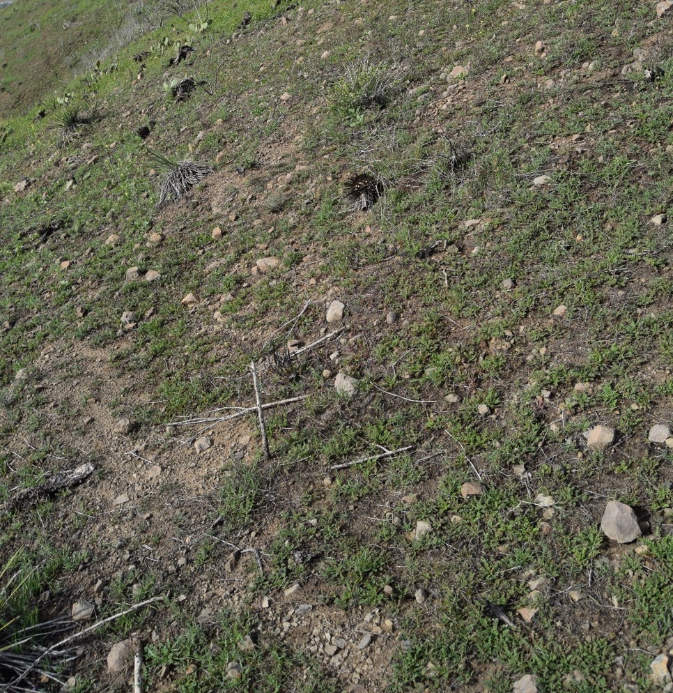 cistanthe-maritima-13mar2016-6 cistanthe-maritima-13mar2016-6