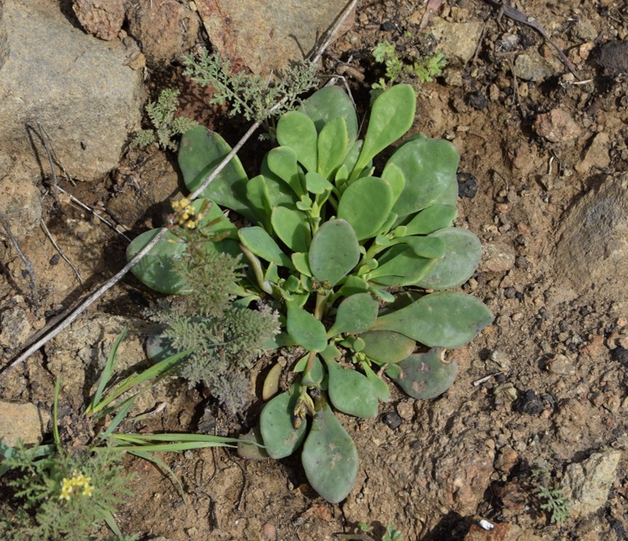 cistanthe-maritima-13mar2016-96 cistanthe-maritima-13mar2016-96
