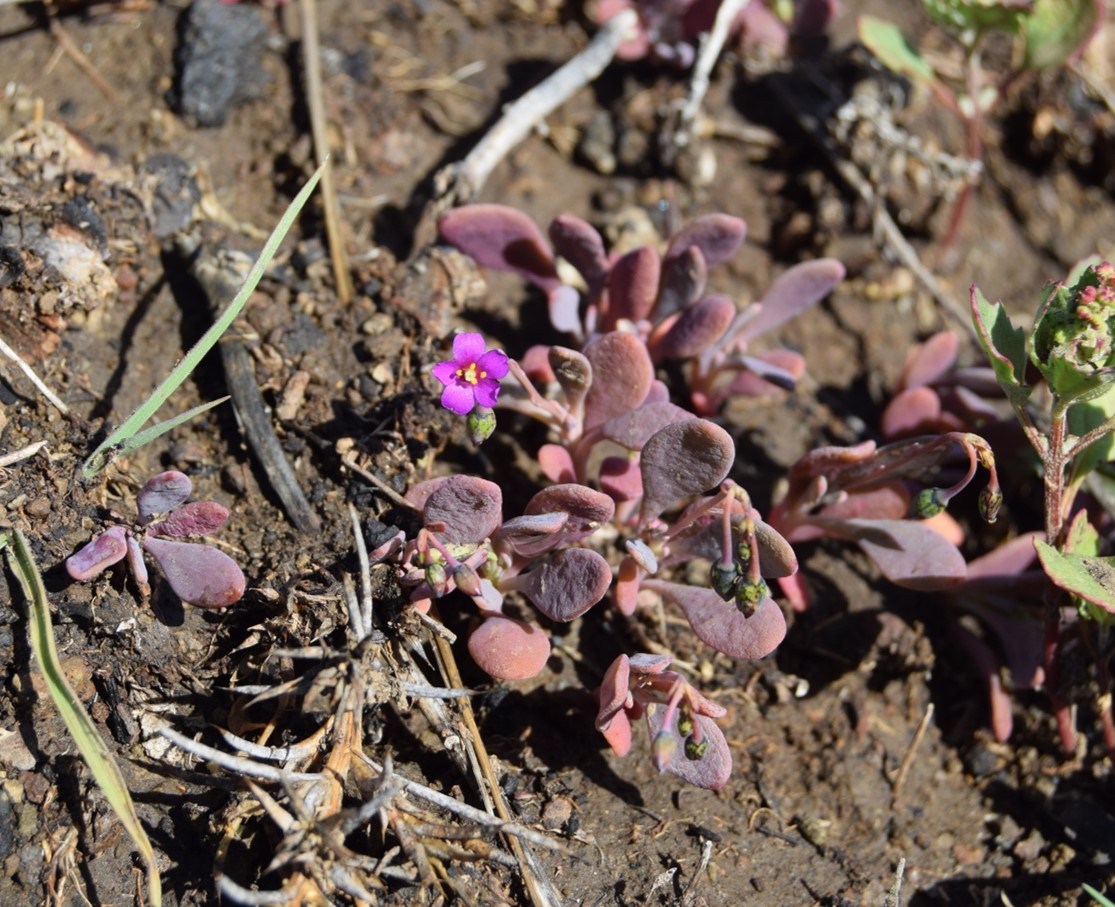cistanthe-maritima-6mar2016-12 cistanthe-maritima-6mar2016-12