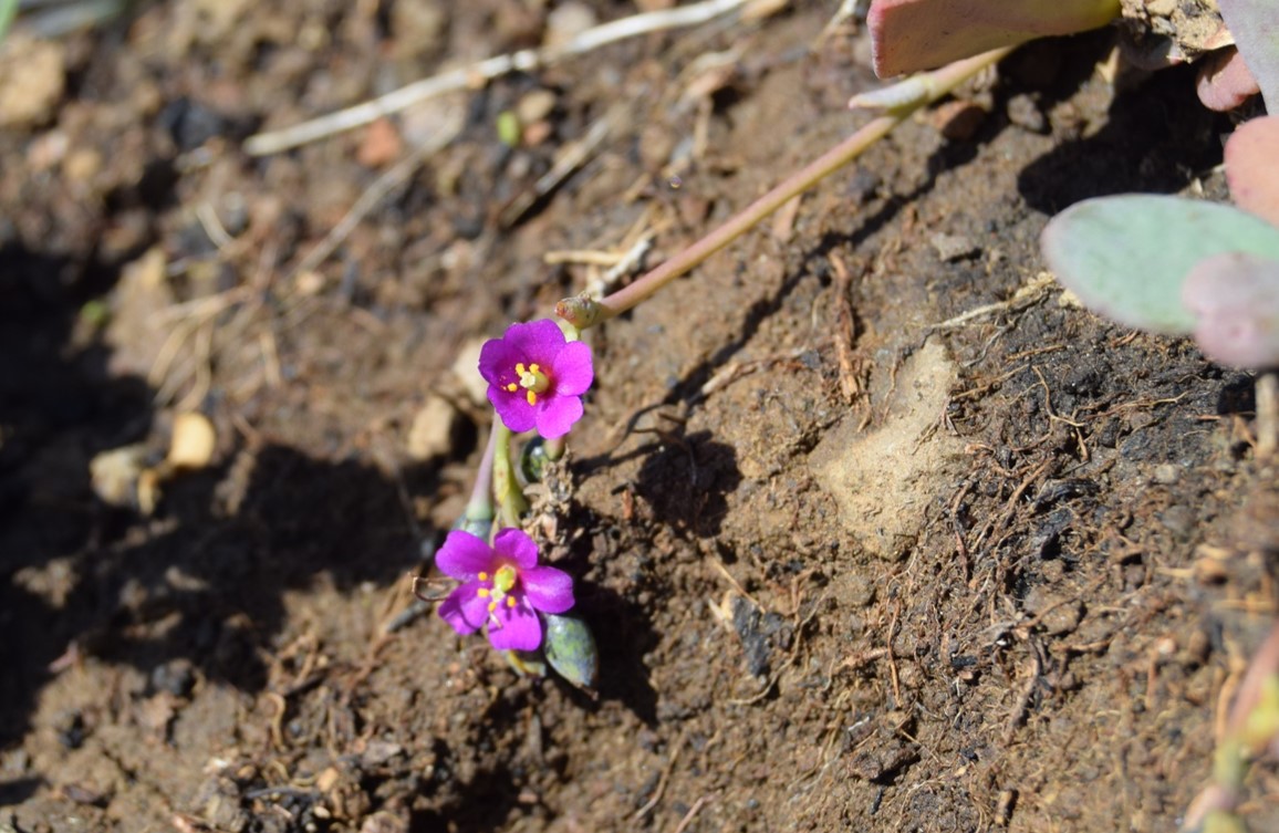 cistanthe-maritima-6mar2016-21 cistanthe-maritima-6mar2016-21