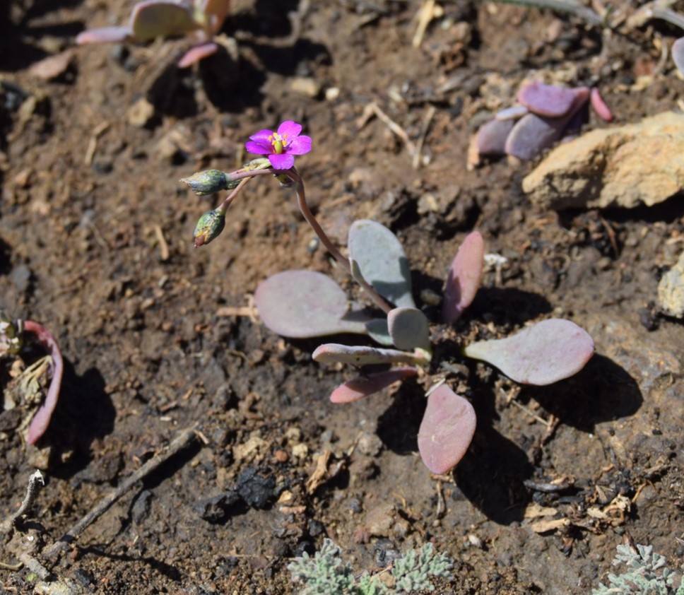 cistanthe-maritima-6mar2016-50 cistanthe-maritima-6mar2016-50