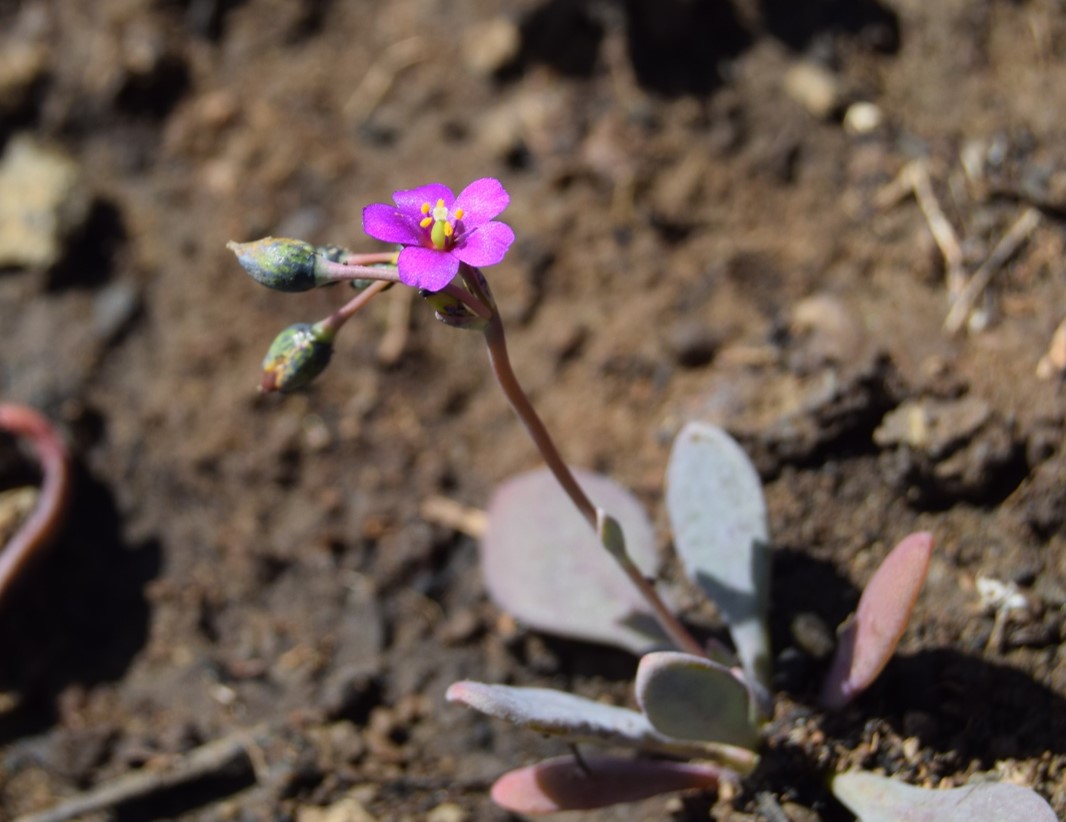 cistanthe-maritima-6mar2016-58 cistanthe-maritima-6mar2016-58