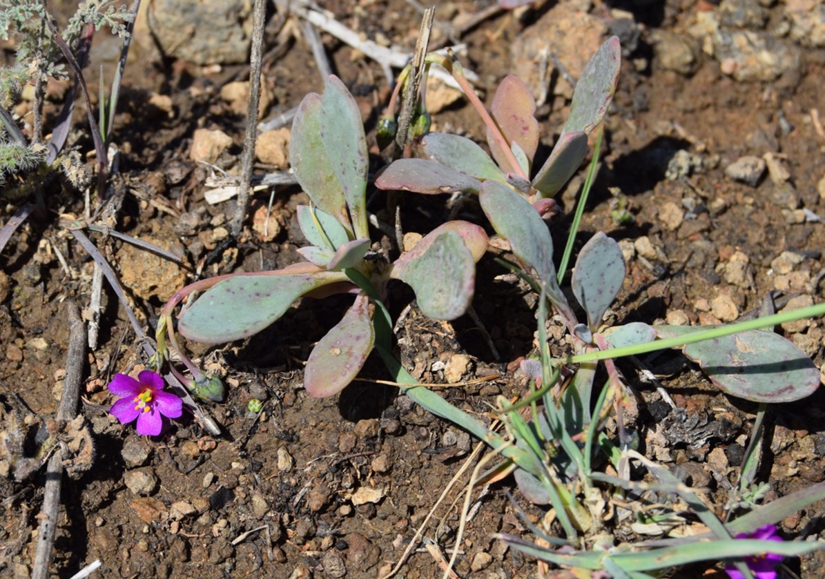 cistanthe-maritima-6mar2016-62 cistanthe-maritima-6mar2016-62