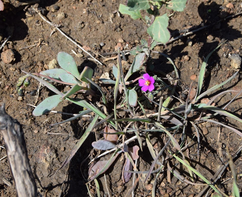 cistanthe-maritima-6mar2016-70 cistanthe-maritima-6mar2016-70