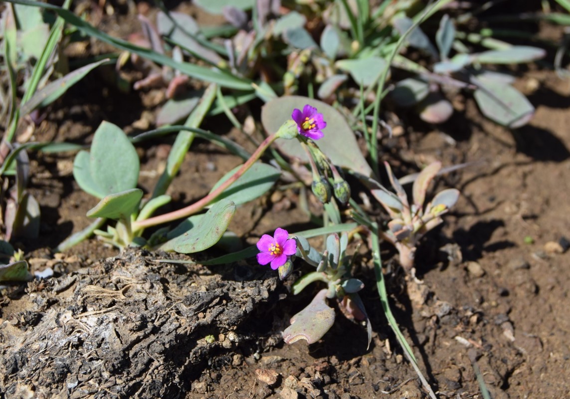 cistanthe-maritima-6mar2016-73 cistanthe-maritima-6mar2016-73