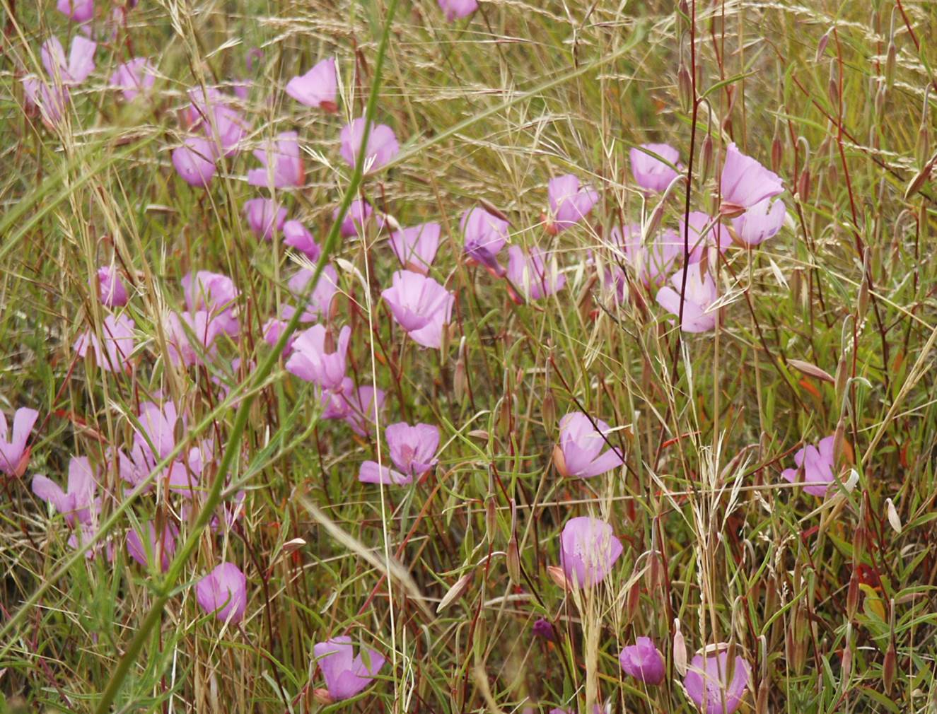 clarkia-bottae-18may2003-a