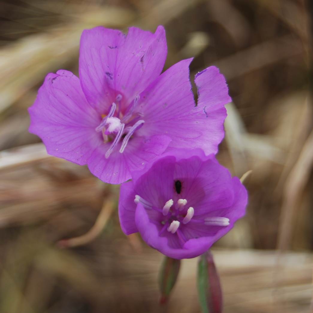 clarkia-bottae-22apr2013-1