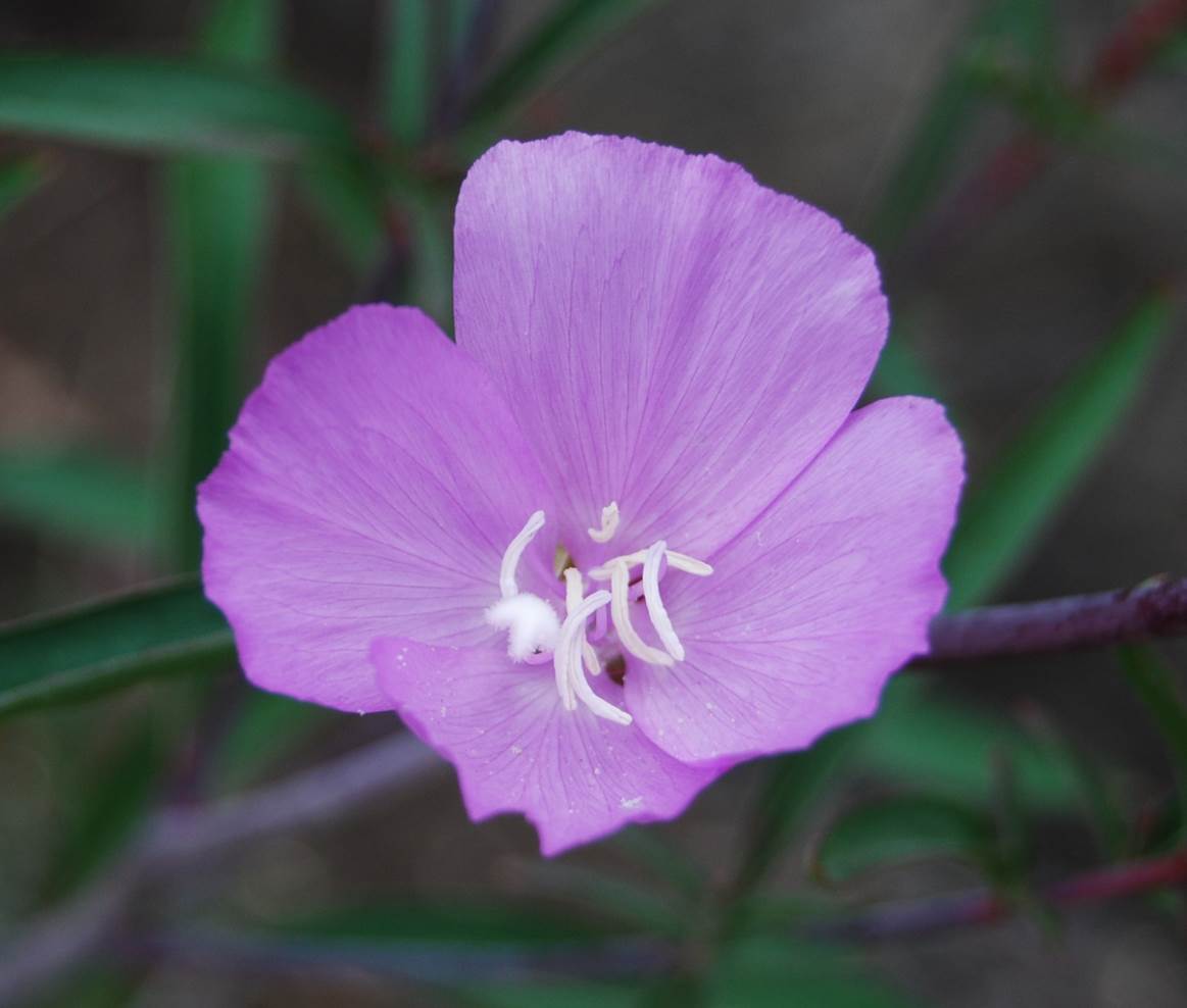 clarkia-bottae-24apr2013-11