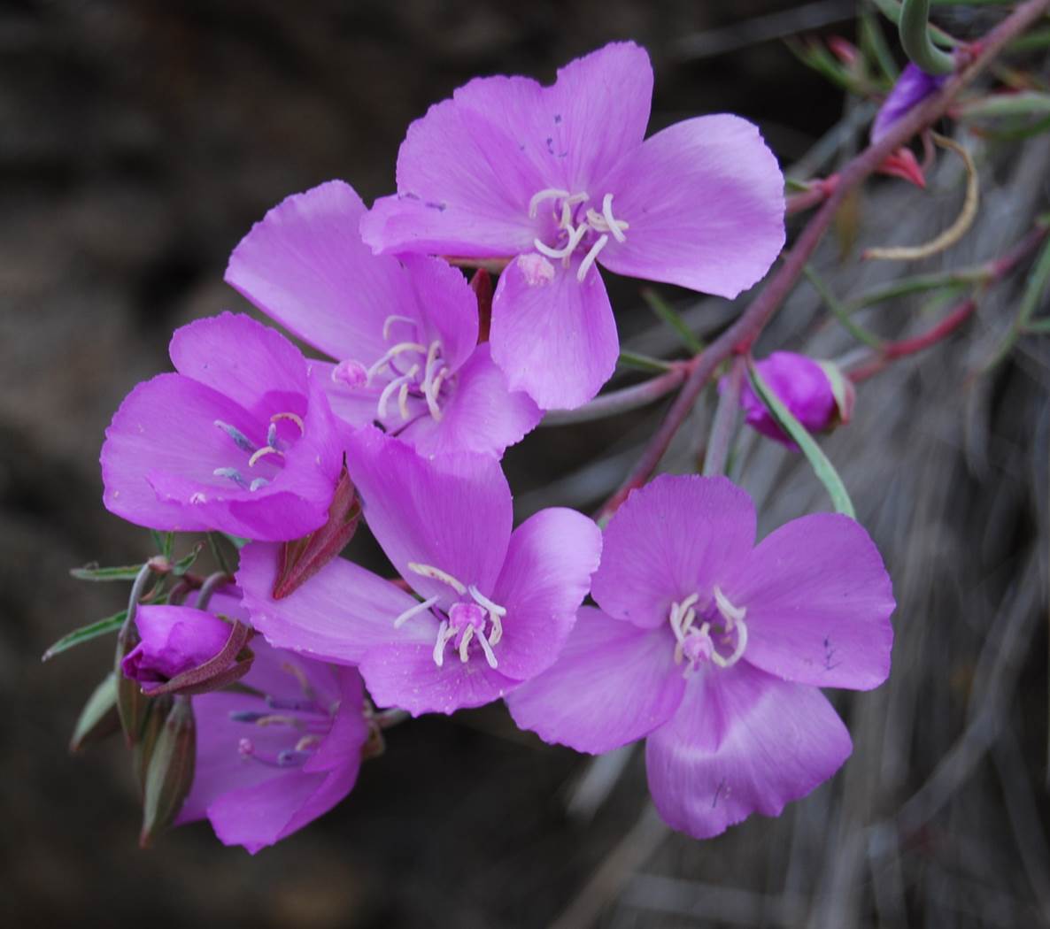 clarkia-bottae-24apr2013-14