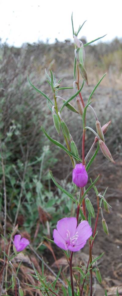 clarkia-bottae-24apr2013-2