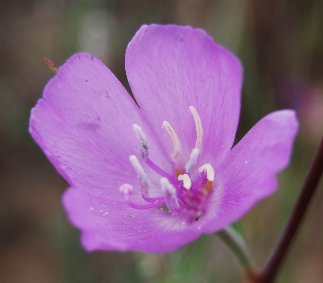 clarkia-bottae-24apr2013-3