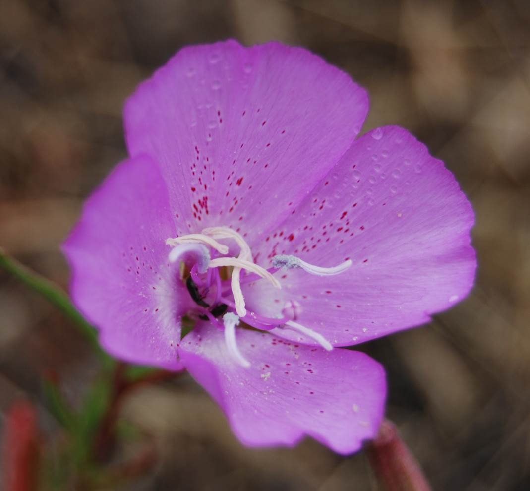 clarkia-bottae-24apr2013-6