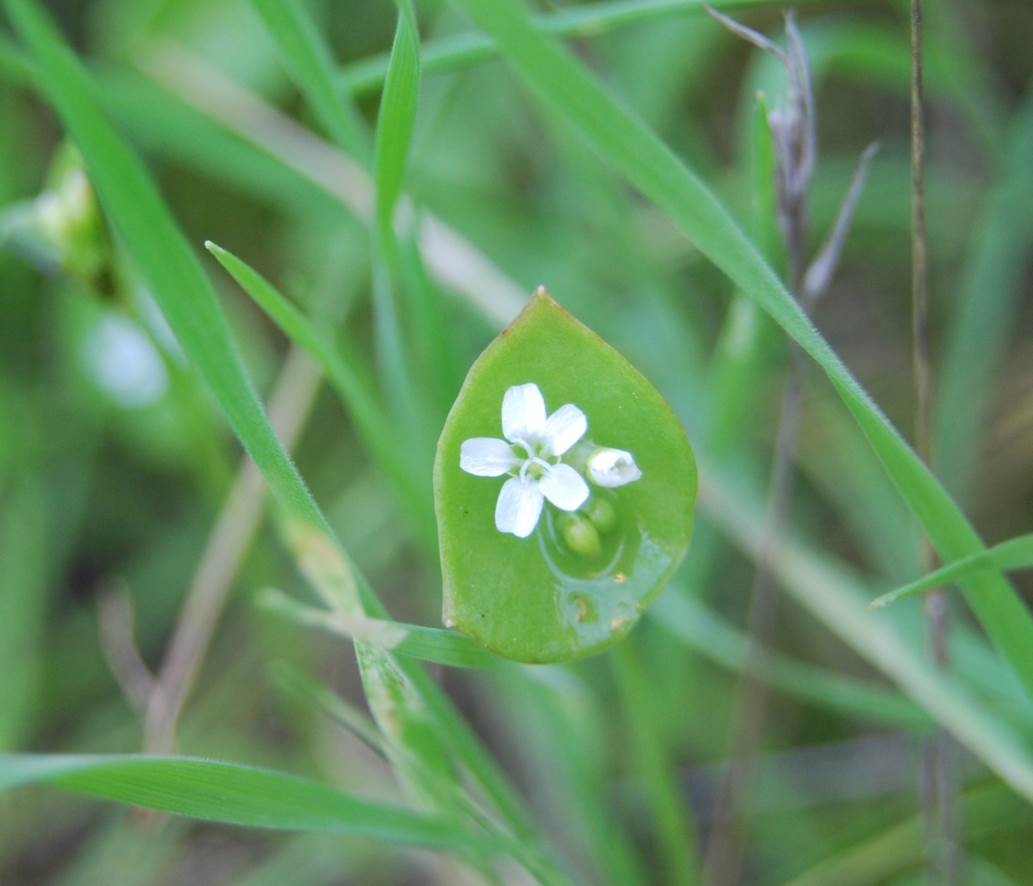 claytonia-perfiolata-15feb2013-2