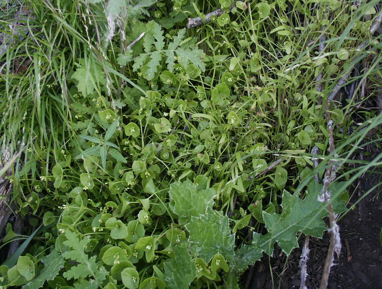 claytonia-perfiolata-1april2004-2